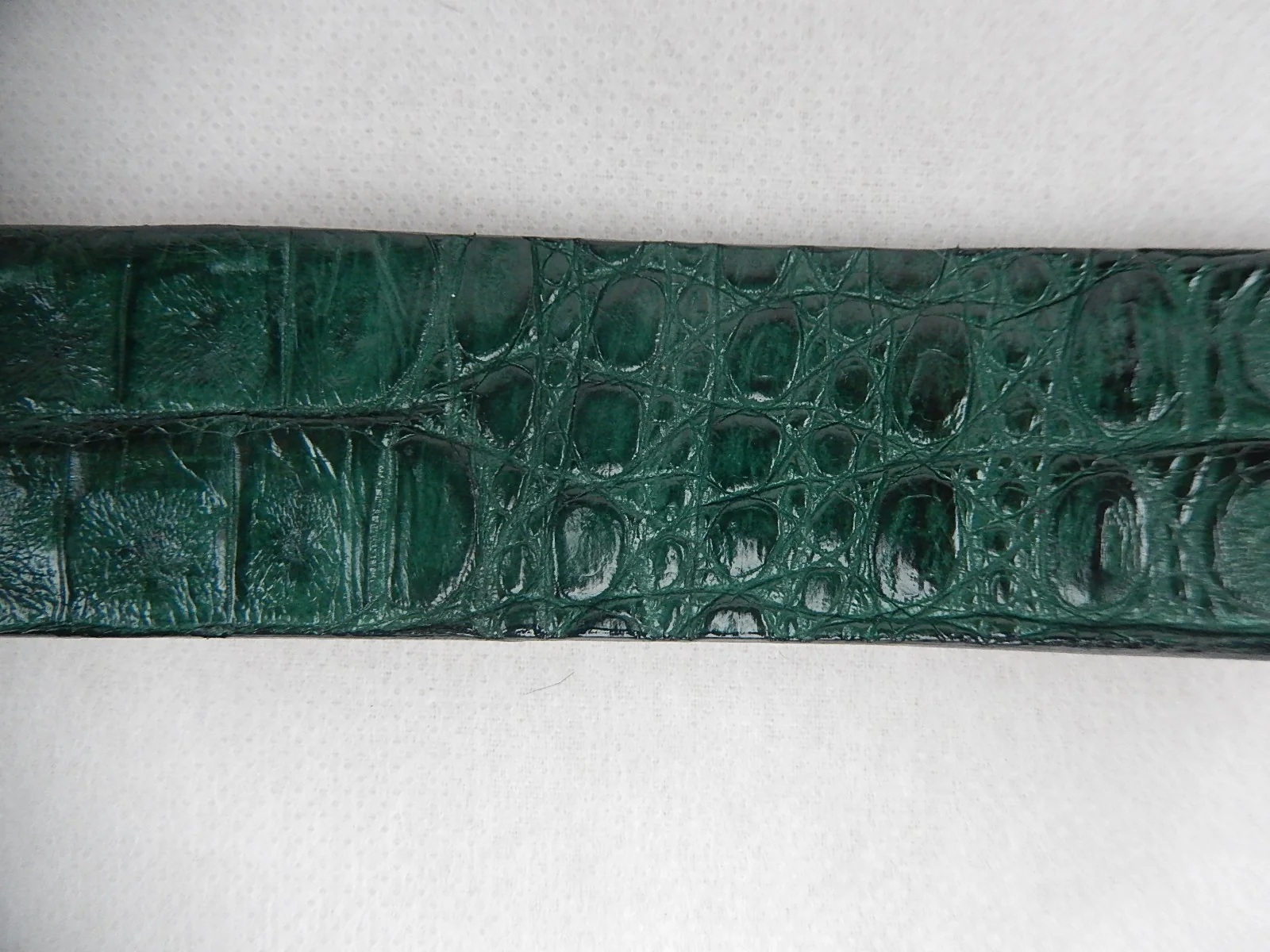 G-Gator Hornback Crocodile Green Belt - Image 4